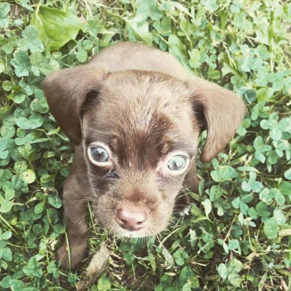 Meet your Posher, Bianca-skye - Picture 1 of 1